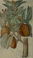 An illustration from Omnia Andreae Alciati v.c. emblemata : cum commentariis, quibus emblematum omnium aperta origine, mens auctoris explicatur, & obscura omnia dubiáque illustrantur (1577)