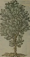 An illustration from Omnia Andreae Alciati v.c. emblemata : cum commentariis, quibus emblematum omnium aperta origine, mens auctoris explicatur, & obscura omnia dubiáque illustrantur (1577)
