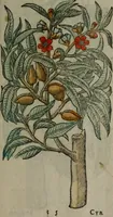 Picture 253 of 258 from Omnia Andreae Alciati v.c. emblemata : cum commentariis, quibus emblematum omnium aperta origine, mens auctoris explicatur, & obscura omnia dubiáque illustrantur (1577), leaf 668