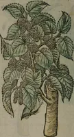 Picture 254 of 258 from Omnia Andreae Alciati v.c. emblemata : cum commentariis, quibus emblematum omnium aperta origine, mens auctoris explicatur, & obscura omnia dubiáque illustrantur (1577), leaf 669