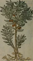 Picture 255 of 258 from Omnia Andreae Alciati v.c. emblemata : cum commentariis, quibus emblematum omnium aperta origine, mens auctoris explicatur, & obscura omnia dubiáque illustrantur (1577), leaf 671