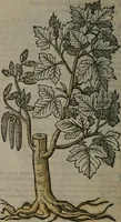 Picture 256 of 258 from Omnia Andreae Alciati v.c. emblemata : cum commentariis, quibus emblematum omnium aperta origine, mens auctoris explicatur, & obscura omnia dubiáque illustrantur (1577), leaf 673