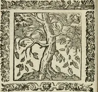 An illustration from Omnia Andreae Alciati V.C. Emblemata : cum commentariis, quibus emblematum detecta origine, dubia omnia, et obscura illustrantur (1602)