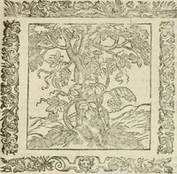 Picture 179 of 235 from Omnia Andreae Alciati V.C. Emblemata : cum commentariis, quibus emblematum detecta origine, dubia omnia, et obscura illustrantur (1602), leaf 776