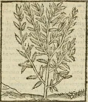 An illustration from Omnia Andreae Alciati V.C. Emblemata : cum commentariis, quibus emblematum detecta origine, dubia omnia, et obscura illustrantur (1602)
