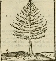 An illustration from Omnia Andreae Alciati V.C. Emblemata : cum commentariis, quibus emblematum detecta origine, dubia omnia, et obscura illustrantur (1602)