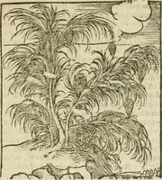 An illustration from Omnia Andreae Alciati V.C. Emblemata : cum commentariis, quibus emblematum detecta origine, dubia omnia, et obscura illustrantur (1602)
