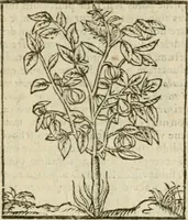 An illustration from Omnia Andreae Alciati V.C. Emblemata : cum commentariis, quibus emblematum detecta origine, dubia omnia, et obscura illustrantur (1602)