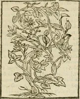An illustration from Omnia Andreae Alciati V.C. Emblemata : cum commentariis, quibus emblematum detecta origine, dubia omnia, et obscura illustrantur (1602)