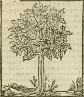 Picture 226 of 235 from Omnia Andreae Alciati V.C. Emblemata : cum commentariis, quibus emblematum detecta origine, dubia omnia, et obscura illustrantur (1602), leaf 958