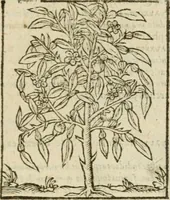 Picture 227 of 235 from Omnia Andreae Alciati V.C. Emblemata : cum commentariis, quibus emblematum detecta origine, dubia omnia, et obscura illustrantur (1602), leaf 960