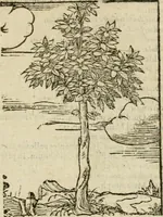 An illustration from Omnia Andreae Alciati V.C. Emblemata : cum commentariis, quibus emblematum detecta origine, dubia omnia, et obscura illustrantur (1602)
