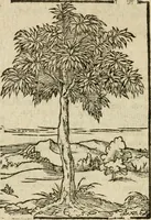 An illustration from Omnia Andreae Alciati V.C. Emblemata : cum commentariis, quibus emblematum detecta origine, dubia omnia, et obscura illustrantur (1602)