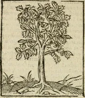 Picture 230 of 235 from Omnia Andreae Alciati V.C. Emblemata : cum commentariis, quibus emblematum detecta origine, dubia omnia, et obscura illustrantur (1602), leaf 969