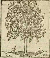 An illustration from Omnia Andreae Alciati V.C. Emblemata : cum commentariis, quibus emblematum detecta origine, dubia omnia, et obscura illustrantur (1602)