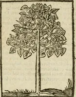 An illustration from Omnia Andreae Alciati V.C. Emblemata : cum commentariis, quibus emblematum detecta origine, dubia omnia, et obscura illustrantur (1602)