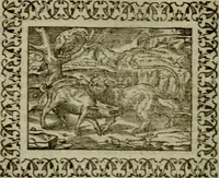 Picture 145 of 241 from Omnia Andreae Alciati v.c. emblemata : cum commentariis, quibus emblematum omnium aperta origine, mens authoris explicatur, & obscura omnia dubiaque illustrantur (1583), leaf 439