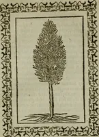 An illustration from Omnia Andreae Alciati v.c. emblemata : cum commentariis, quibus emblematum omnium aperta origine, mens authoris explicatur, & obscura omnia dubiaque illustrantur (1583)