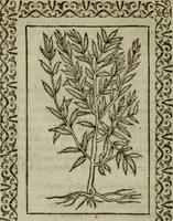 An illustration from Omnia Andreae Alciati v.c. emblemata : cum commentariis, quibus emblematum omnium aperta origine, mens authoris explicatur, & obscura omnia dubiaque illustrantur (1583)