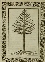 An illustration from Omnia Andreae Alciati v.c. emblemata : cum commentariis, quibus emblematum omnium aperta origine, mens authoris explicatur, & obscura omnia dubiaque illustrantur (1583)