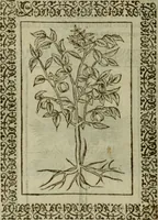 Picture 230 of 241 from Omnia Andreae Alciati v.c. emblemata : cum commentariis, quibus emblematum omnium aperta origine, mens authoris explicatur, & obscura omnia dubiaque illustrantur (1583), leaf 661