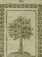 Picture 232 of 241 from Omnia Andreae Alciati v.c. emblemata : cum commentariis, quibus emblematum omnium aperta origine, mens authoris explicatur, & obscura omnia dubiaque illustrantur (1583), leaf 665