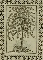 An illustration from Omnia Andreae Alciati v.c. emblemata : cum commentariis, quibus emblematum omnium aperta origine, mens authoris explicatur, & obscura omnia dubiaque illustrantur (1583)