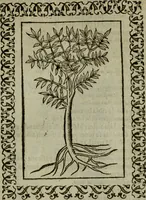 An illustration from Omnia Andreae Alciati v.c. emblemata : cum commentariis, quibus emblematum omnium aperta origine, mens authoris explicatur, & obscura omnia dubiaque illustrantur (1583)