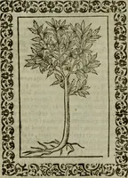 Picture 236 of 241 from Omnia Andreae Alciati v.c. emblemata : cum commentariis, quibus emblematum omnium aperta origine, mens authoris explicatur, & obscura omnia dubiaque illustrantur (1583), leaf 670