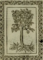 Picture 237 of 241 from Omnia Andreae Alciati v.c. emblemata : cum commentariis, quibus emblematum omnium aperta origine, mens authoris explicatur, & obscura omnia dubiaque illustrantur (1583), leaf 672
