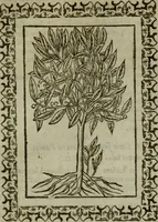 An illustration from Omnia Andreae Alciati v.c. emblemata : cum commentariis, quibus emblematum omnium aperta origine, mens authoris explicatur, & obscura omnia dubiaque illustrantur (1583)