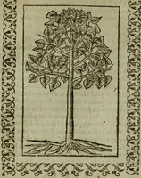 An illustration from Omnia Andreae Alciati v.c. emblemata : cum commentariis, quibus emblematum omnium aperta origine, mens authoris explicatur, & obscura omnia dubiaque illustrantur (1583)