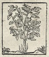 Picture 17 of 19 from Omnia Andreae Alciati v.c. Emblemata : cum commentariis quibus emblematum detecta origine, dubia omnia et obscura illustrantur (1618), leaf 969