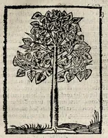 Picture 18 of 19 from Omnia Andreae Alciati v.c. Emblemata : cum commentariis quibus emblematum detecta origine, dubia omnia et obscura illustrantur (1618), leaf 991