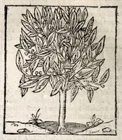 An illustration from Omnia Andreae Alciati v.c. Emblemata : cum commentariis quibus emblematum detecta origine, dubia omnia et obscura illustrantur (1618)
