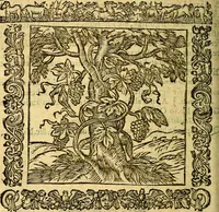 An illustration from Omnia Andreae Alciati v.c. emblemata, cum commentariis, quibus emblematum aperta origine mens auctoris explicatur, & obscura omnia, dubiáque illustrantur Adiectae ad calcem Notae posteriores (1589)