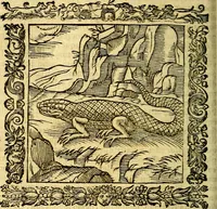 An illustration from Omnia Andreae Alciati v.c. emblemata, cum commentariis, quibus emblematum aperta origine mens auctoris explicatur, & obscura omnia, dubiáque illustrantur Adiectae ad calcem Notae posteriores (1589)