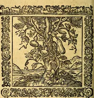 An illustration from Omnia Andreae Alciati v.c. emblemata, cum commentariis, quibus emblematum aperta origine mens auctoris explicatur, & obscura omnia, dubiáque illustrantur Adiectae ad calcem Notae posteriores (1589)