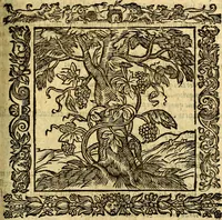 An illustration from Omnia Andreae Alciati v.c. emblemata, cum commentariis, quibus emblematum aperta origine mens auctoris explicatur, & obscura omnia, dubiáque illustrantur Adiectae ad calcem Notae posteriores (1589)