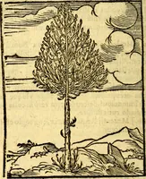 An illustration from Omnia Andreae Alciati v.c. emblemata, cum commentariis, quibus emblematum aperta origine mens auctoris explicatur, & obscura omnia, dubiáque illustrantur Adiectae ad calcem Notae posteriores (1589)
