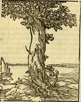 An illustration from Omnia Andreae Alciati v.c. emblemata, cum commentariis, quibus emblematum aperta origine mens auctoris explicatur, & obscura omnia, dubiáque illustrantur Adiectae ad calcem Notae posteriores (1589)