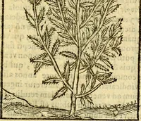 An illustration from Omnia Andreae Alciati v.c. emblemata, cum commentariis, quibus emblematum aperta origine mens auctoris explicatur, & obscura omnia, dubiáque illustrantur Adiectae ad calcem Notae posteriores (1589)