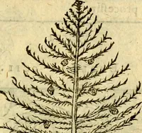 An illustration from Omnia Andreae Alciati v.c. emblemata, cum commentariis, quibus emblematum aperta origine mens auctoris explicatur, & obscura omnia, dubiáque illustrantur Adiectae ad calcem Notae posteriores (1589)