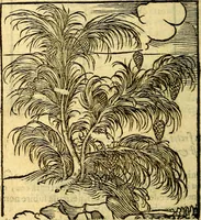 An illustration from Omnia Andreae Alciati v.c. emblemata, cum commentariis, quibus emblematum aperta origine mens auctoris explicatur, & obscura omnia, dubiáque illustrantur Adiectae ad calcem Notae posteriores (1589)