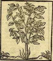 An illustration from Omnia Andreae Alciati v.c. emblemata, cum commentariis, quibus emblematum aperta origine mens auctoris explicatur, & obscura omnia, dubiáque illustrantur Adiectae ad calcem Notae posteriores (1589)