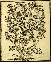 An illustration from Omnia Andreae Alciati v.c. emblemata, cum commentariis, quibus emblematum aperta origine mens auctoris explicatur, & obscura omnia, dubiáque illustrantur Adiectae ad calcem Notae posteriores (1589)