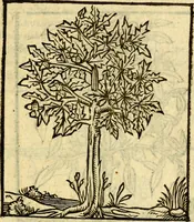 An illustration from Omnia Andreae Alciati v.c. emblemata, cum commentariis, quibus emblematum aperta origine mens auctoris explicatur, & obscura omnia, dubiáque illustrantur Adiectae ad calcem Notae posteriores (1589)