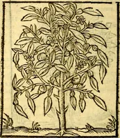 An illustration from Omnia Andreae Alciati v.c. emblemata, cum commentariis, quibus emblematum aperta origine mens auctoris explicatur, & obscura omnia, dubiáque illustrantur Adiectae ad calcem Notae posteriores (1589)