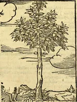 An illustration from Omnia Andreae Alciati v.c. emblemata, cum commentariis, quibus emblematum aperta origine mens auctoris explicatur, & obscura omnia, dubiáque illustrantur Adiectae ad calcem Notae posteriores (1589)
