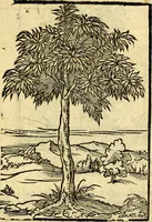 An illustration from Omnia Andreae Alciati v.c. emblemata, cum commentariis, quibus emblematum aperta origine mens auctoris explicatur, & obscura omnia, dubiáque illustrantur Adiectae ad calcem Notae posteriores (1589)